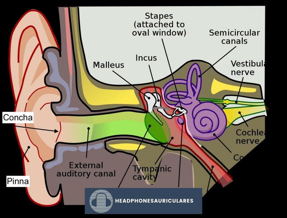 El mecanismo auditivo (de Wikipedia)