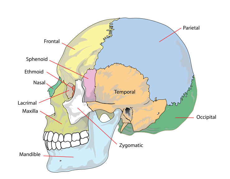 Imagen simplificada del cráneo humano.