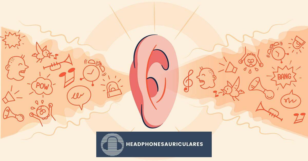 ¿Cómo escuchan los humanos el sonido?  Explicación del mecanismo auditivo