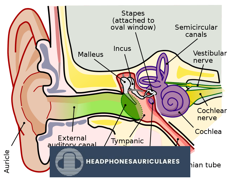 Anatomía de un oído humano (De: Wikimedia Commons)